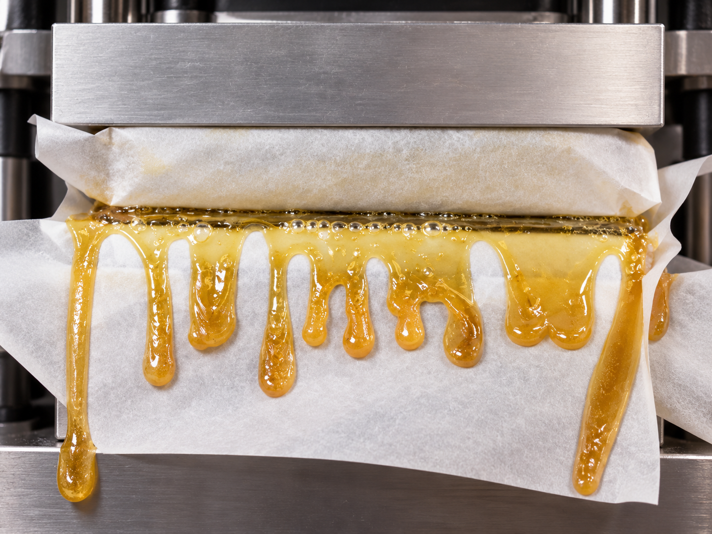 Golden rosin dripping from a hydraulic press